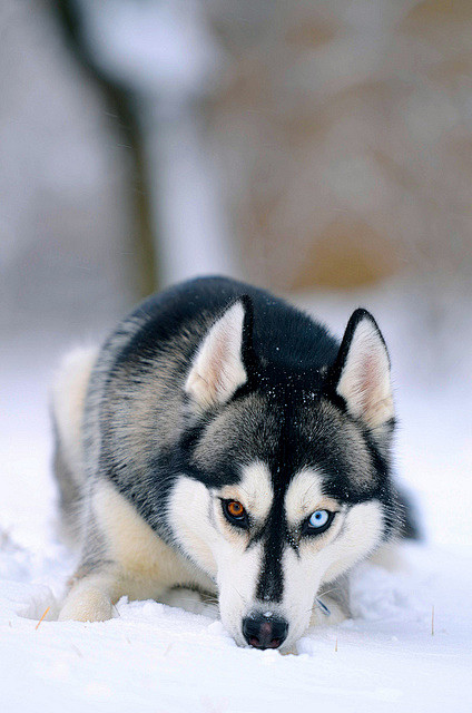 siberianhuskybyaveh587onflickr