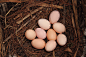 土鸡蛋是指农户散养在房子周围的土鸡所生的蛋，价格比普通鸡蛋略贵，蛋黄呈橙黄色，个头会比普通鸡蛋要小一些