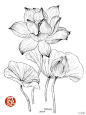 黑白，线稿，植物花卉，花纹