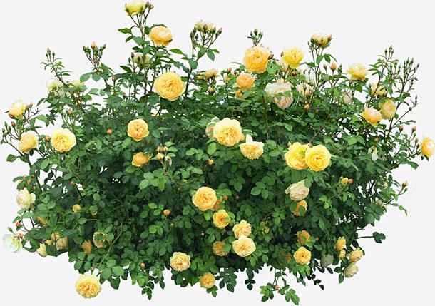 花丛花束花朵藤蔓png免抠素材_新图网 ...