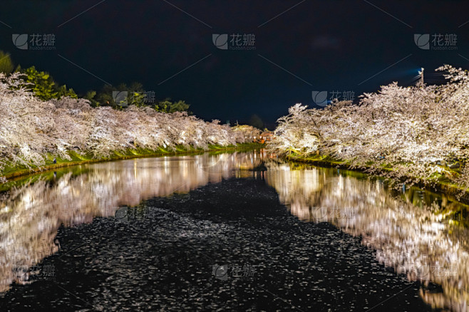 樱花,季节,弘前公园,光,传统节日,春天,正下方视角,室内过夜,水面,公园
