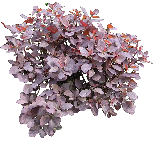 紫叶黄栌3-花瓣网