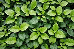 大自然绿叶高清图片