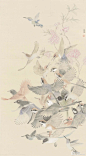 工笔典雅隽秀，没骨优雅安静