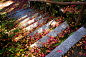 momiji '15 - autumn foliage #14 (Gohodo Benzaiten shrine, Kyoto) : 1/60s f/5.0 ISO400