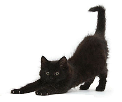 青青子金GL采集到猫咪