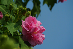 〆流年亦夢╮采集到花卉•芙蓉花