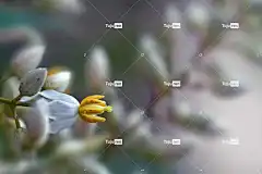 花 花南招待所 桌面背景 竹神圣的 花壁纸 自由背景 酷背景 宏