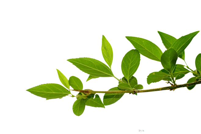 花瓣