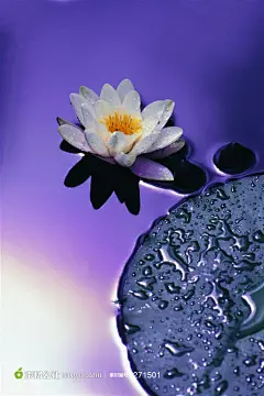 白荷花 荷叶睡莲高清大图摄影背景桌面壁纸图片素材