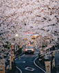 日本樱花街道