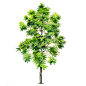 50.Chukrasia tabularis 麻楝.gif