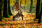 Deer relaxing in the autumn leaves by Allan Lindy on 500px