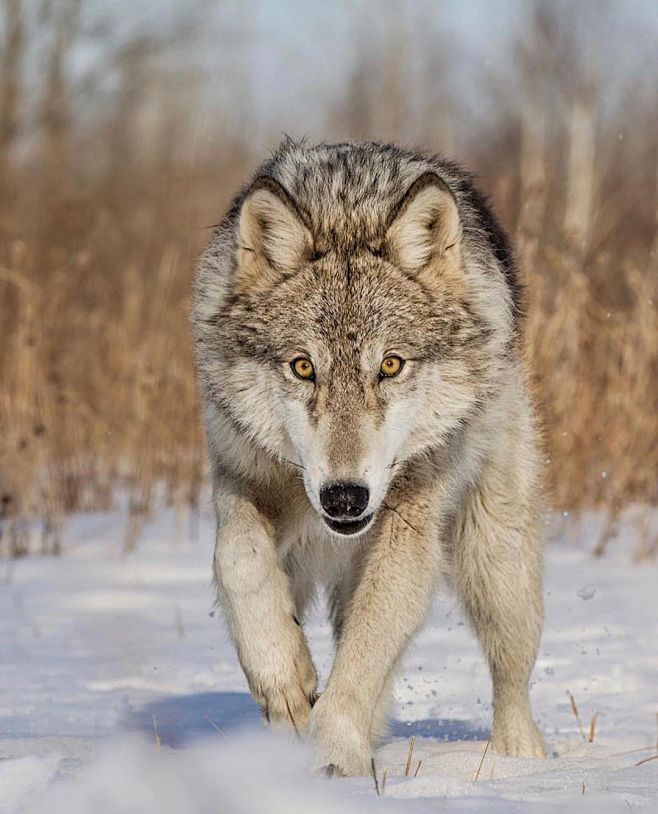 世界上最帅的狼图片图片