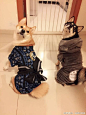 这个是秋田犬还是小柴啊？