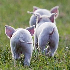 Piglets Cuteness!!!!...