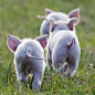 Piglets Cuteness!!!!!.: