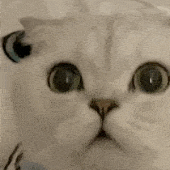 猫猫切表情包 gif 的搜索结果_百度图片搜索
