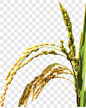 水稻 植物 丰收其他PNG图片➤来自 PNG搜索网 pngss.com 免费免扣png素材下载！