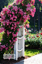 Rose trellis: 