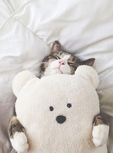 cuddle buddy.: 