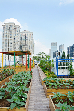 一只红鲸鱼-采集到菜地/家庭农场/大棚种植