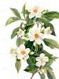 植物系列厚涂风茉莉花栀子花元素