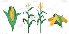 扁平卡通风格的谷物矢量图解.玉米椰子堆，在白色背景上分离的植物