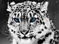 Snow leopard