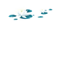 夏荷