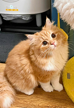 霓湘君采集到猫猫
