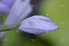 雨滴落在紫玉簪花蕾上