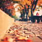 秋天的落叶唯美图片