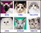 猫咪品种介绍！！！！！！！！！！！_猫吧_百度贴吧