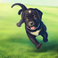 00734-2058964509-a Labrador puppy running on the grass, centered