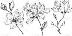 玉兰类,植物学,黑色,壁纸,植物群,春天,乡村风格,花,剪影