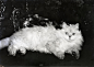 Fierce vintage cat photo is fierce