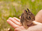 Little guy by Katt Talsma on 500px