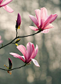 Magnolia "Galaxy": 