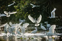 简约嬉闹的白鹭群素材图AI图