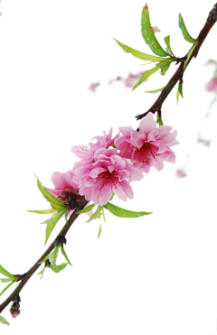 ｀︶独家记忆采集到花