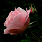 #摄影#  #鲜花#  #玫瑰#Фото Бутон розовой розы