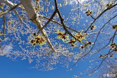 #立春#中国二十四节气之一，喻意春季的开始，时间在2月3-5日之间，该时太阳位于黄经315°。从这一天到立夏这段期间，都被称之为春天。此外，立春还是中国的传统节日，代表新的一年开始，因此立春又称立春节、打春等，流行鞭春牛的风俗。立春这天吃春饼和春卷，称为咬春。