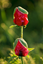 Papaver orientale 'Watermelon' 东方罂粟"西瓜