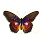 Cethosia myrina sarnada real framed purple fuschia Butterfly | Real Butterfly Gifts Framed Butterflies and Insect Displays