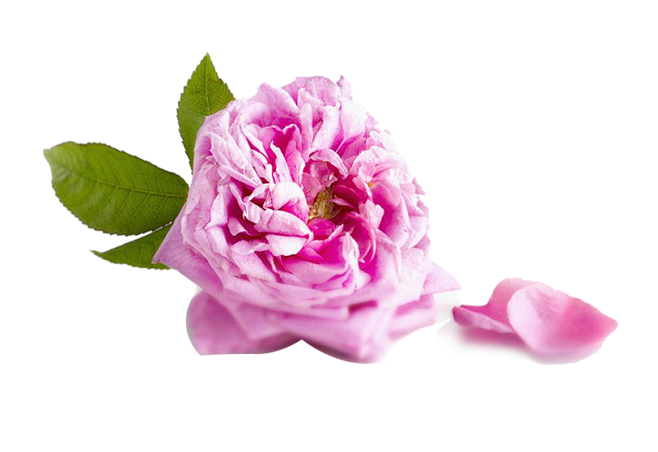 玫瑰花png