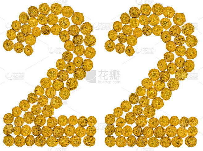 阿拉伯数字22,22，来自黄色的唐茜花，孤立在白色背景上