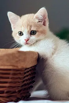 小奶猫,手机壁纸,卖萌,黄猫,脸部特写