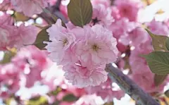 浪漫美丽的樱花电脑桌面高清壁纸