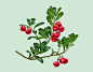 Medical Plants : Calendar illustrations for Pharmacy Shop Eurovaistine Lithuania. These are all plants used in medications and being not only beautiful part of nature but really helpful our health supporters.